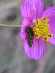 Acmaeodera cuprina