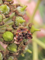 Choreutis sexfasciella