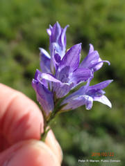 Wahlenbergia fasciculata