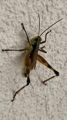 Boopedon flaviventris