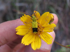 Ochraethes nigroapicalis