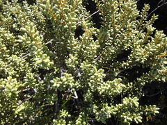 Olearia cymbifolia