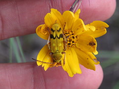 Ochraethes nigroapicalis