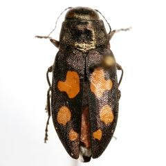 Phaenops piniedulis