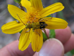 Ochraethes nigroapicalis