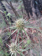 Eryngium mexiae