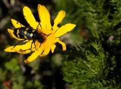 Hycleus quadriguttatus