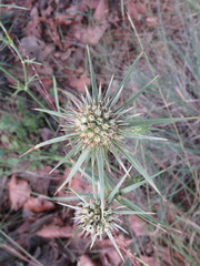 Eryngium mexiae