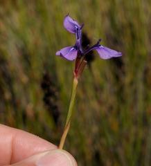 Moraea tripetala tripetala