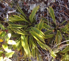 Aciphylla monroi