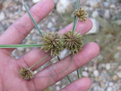 Cyperus manimae manimae