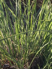 Hesperoyucca whipplei