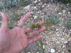 Cyperus manimae manimae