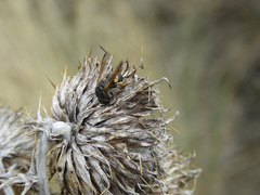 Euodynerus castigatus