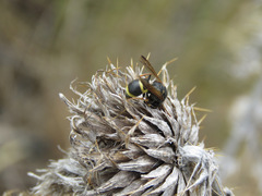 Euodynerus castigatus