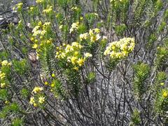 Euryops rehmannii