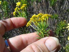Euryops rehmannii