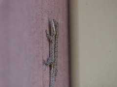 Urosaurus ornatus