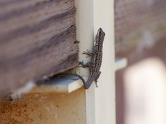 Urosaurus ornatus