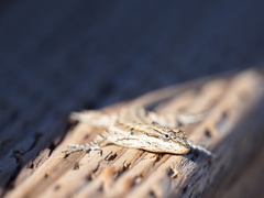 Urosaurus ornatus