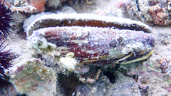 Lithophaga lithophaga