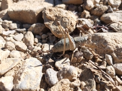Paradrymadusa galitzini