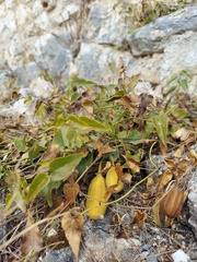 Aristolochia sempervirens