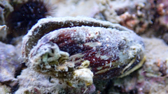 Lithophaga lithophaga