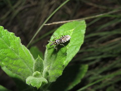 Pselliopus mirabilis