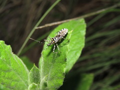 Pselliopus mirabilis
