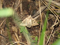 Scolecocampa