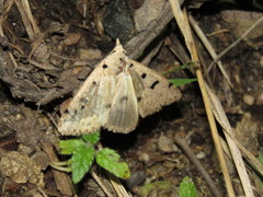Scolecocampa