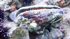 Lithophaga lithophaga