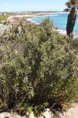 Tarchonanthus littoralis