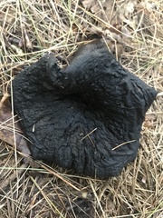 Craterellus cornucopioides