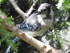 Cyanocitta cristata