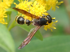 Discoelius