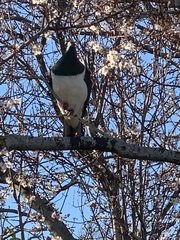 Hemiphaga novaeseelandiae