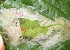 Phodoryctis caerulea