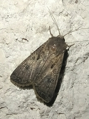 Agrotis segetum