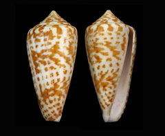 Conus adenensis