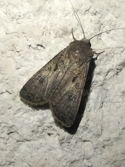 Agrotis segetum