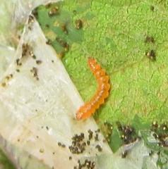 Phodoryctis caerulea