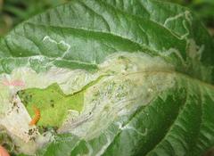 Phodoryctis caerulea