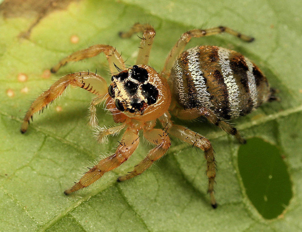Goldband Thyene Jumping Spider
