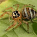Goldband Thyene Jumping Spider - Photo (c) Wynand Uys, some rights reserved (CC BY), uploaded by Wynand Uys