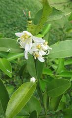 Citrus deliciosa