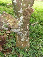 Citrus deliciosa