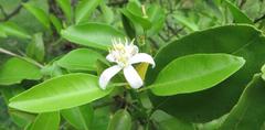 Citrus deliciosa