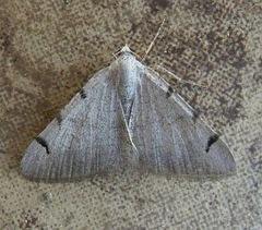 Digrammia triviata